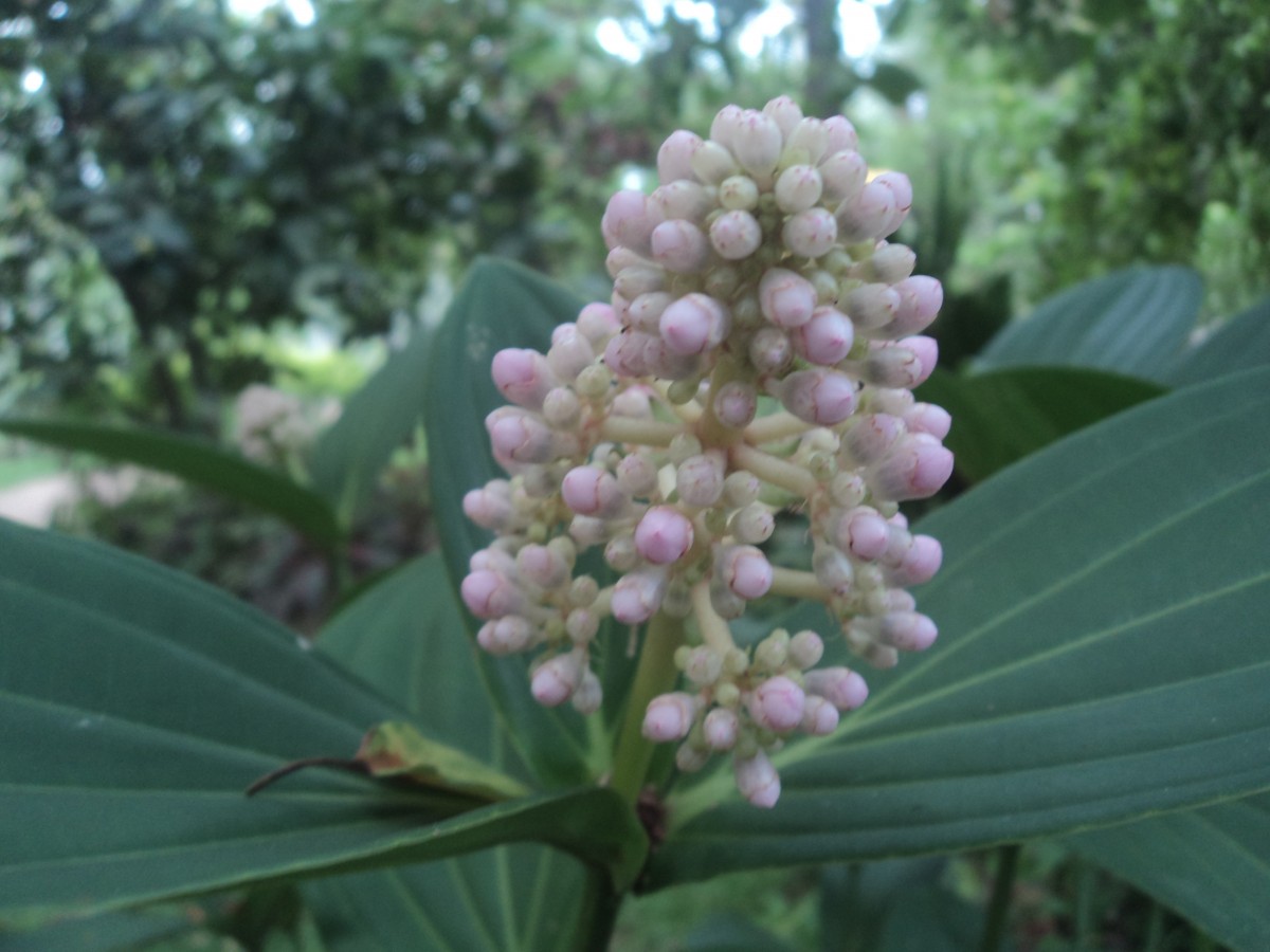 Medinilla